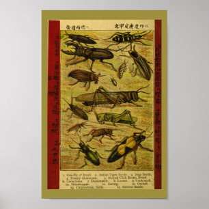 Poster Écorces d'insectes vintages Histoire naturelle Imp