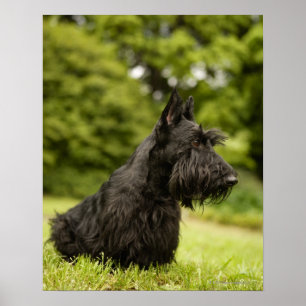 Poster Écossais Terrier