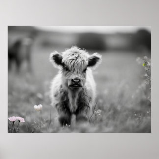 Poster Écossais Veau de la Highland Vache bébé Noir doux 