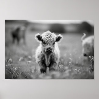 Poster Écossaise Highland Calf Baby Cow