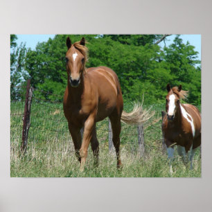 Poster Ecosse et Trot clignotant vers la caméra