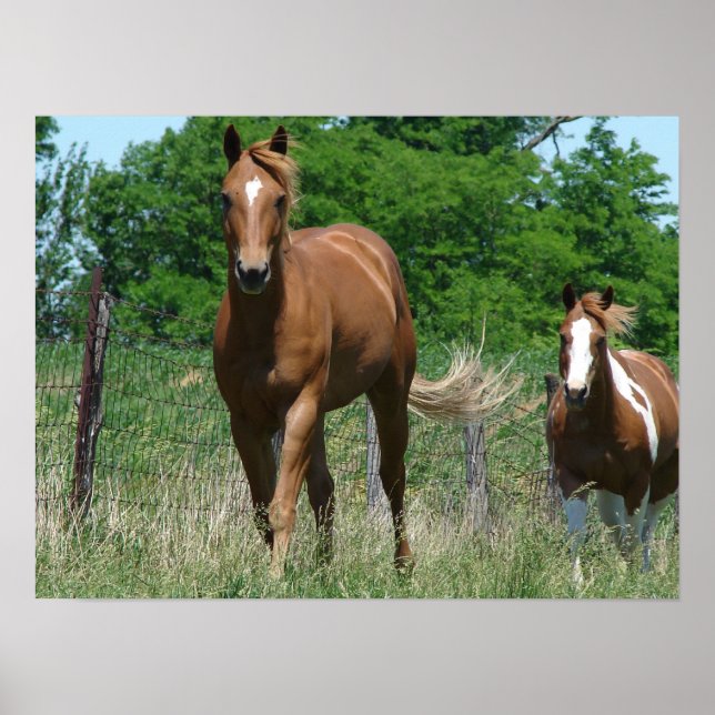 Poster Ecosse et Trot clignotant vers la caméra (Devant)