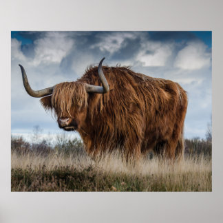 Poster Ecosse Highland longhair