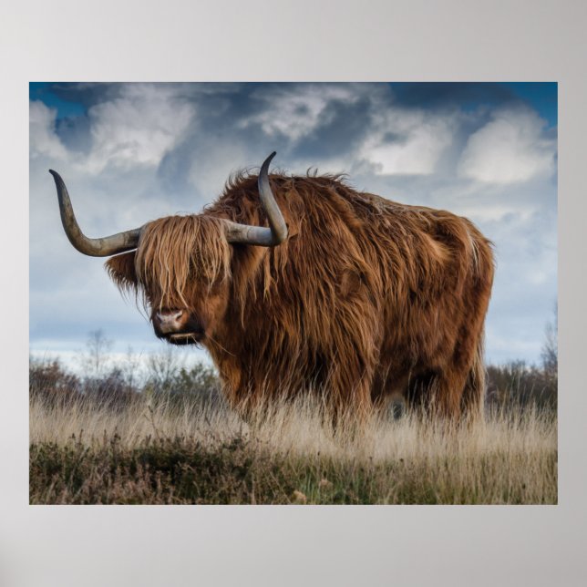 Poster Ecosse Highland longhair (Devant)