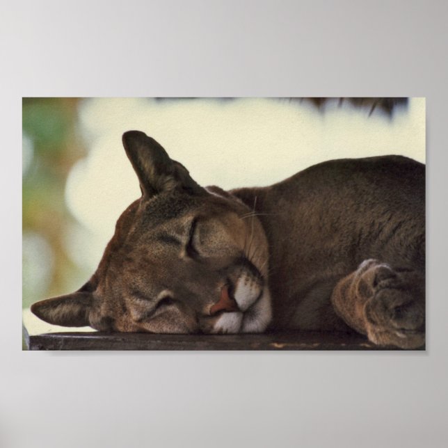 Poster Écran Coussin Dormant (Devant)