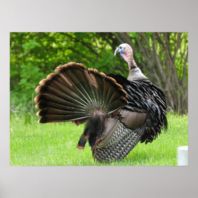 Poster Écran Tom Turquie (Devant)