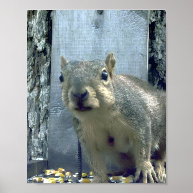 Poster Écureuil (Devant)