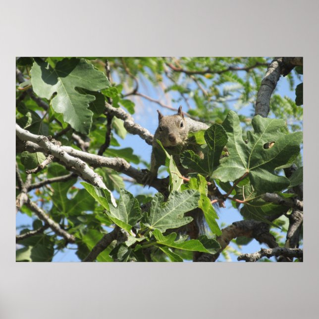 Poster Écureuil (Devant)