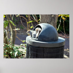 Poster Écureuil à la poubelle