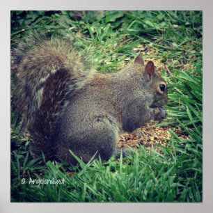 Poster Écureuil adorable