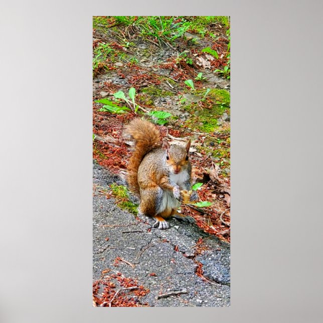 Poster Écureuil alimentation (Devant)