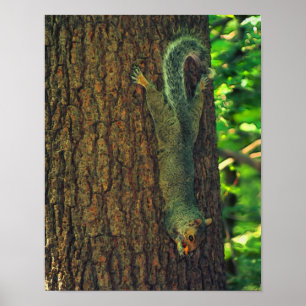 Poster Écureuil avec arachide L'art animal sauvage