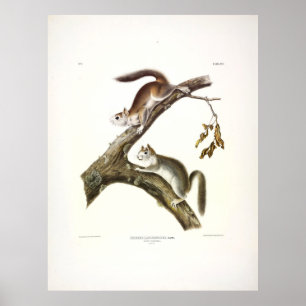 Poster Écureuil Downy, Écureuil rouge américain, par Audu