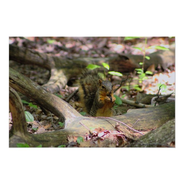 Poster Écureuil en forêt (Devant)