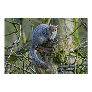 Poster Écureuil gris assis dans un arbre
