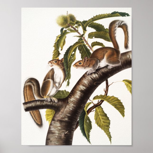 Poster Écureuil gris de Caroline (Sciurus Carolinensis) (Devant)