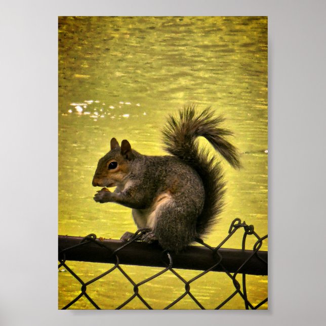 Poster Écureuil gris de l'Est (Sciurus carolinensis)  (Devant)