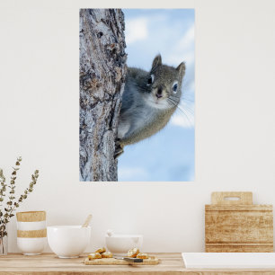 Poster Écureuil Gris Fantaisiste