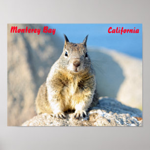Poster Écureuil gris, Monterey Bay, Californie