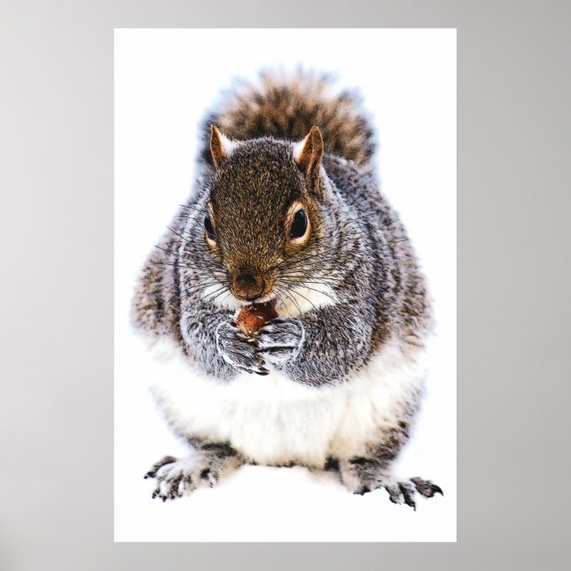 Poster Écureuil Mange Nut (Devant)
