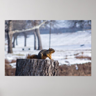Poster Écureuil mignon sur une souche d'arbre.