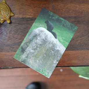 Poster Écureuil noir mignon sur un écureuil de la nature 