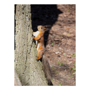 Poster Écureuil rouge mignon sur un arbre