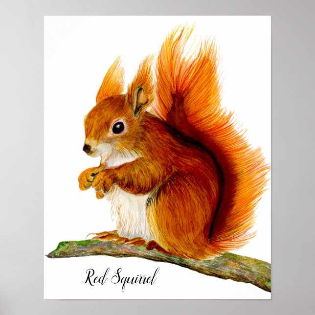 Poster Écureuil rouge peint en aquarelle Art de la faune (Devant)