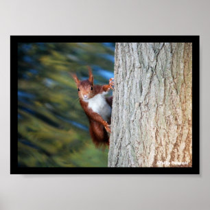 Poster Écureuil roux sur un arbre