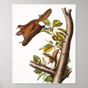 Poster Écureuil volant de l'Oregon (Pteromys Origonensis)