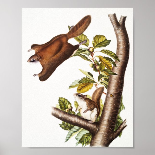 Poster Écureuil volant de l'Oregon (Pteromys Origonensis) (Devant)