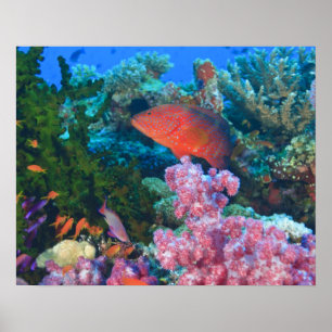Poster éducation Pseudanthias (Pseudanthias
