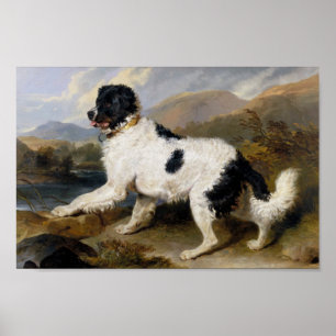Poster Edwin Henry Landseer   Lion- A Newfoundland Dog