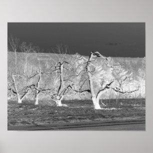 Poster Eerie Apple Trees Nature Imprimer