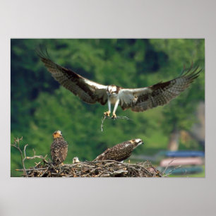 Poster Effacer la piste