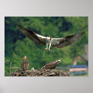 Poster Effacer la piste