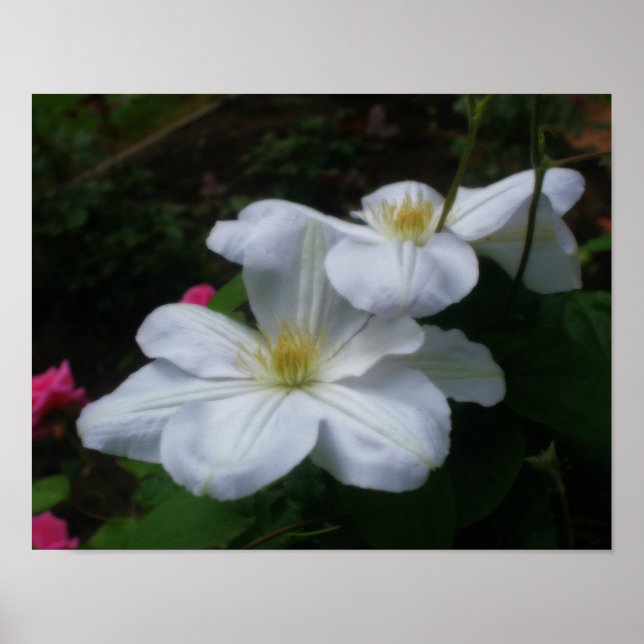 Poster Effet Orton Clematis blanc doux (Devant)