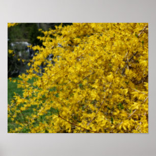 Poster Effet Orton Fleurs Forsythia Jaunes