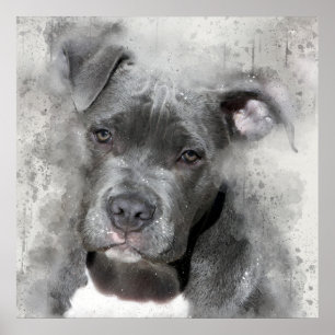 Poster Effet Splatter Aquarelle Peinture Pit Bull Chien