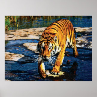 Poster Effets individuels Animaux 2 cmyk
