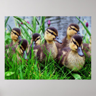 Poster Effets individuels Oiseaux 11 flous