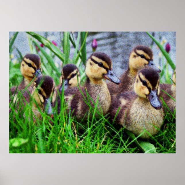 Poster Effets individuels Oiseaux 11 flous (Devant)