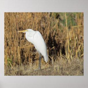 Poster - Egret im Gras