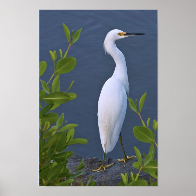 Poster Egret neigeux au marais (Devant)