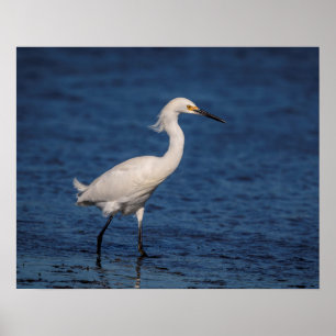Poster Egret neigeux sur North Beach