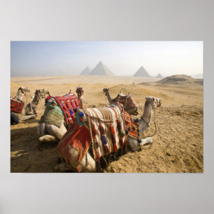 Poster Égypte, Le Caire. Chameaux au repos