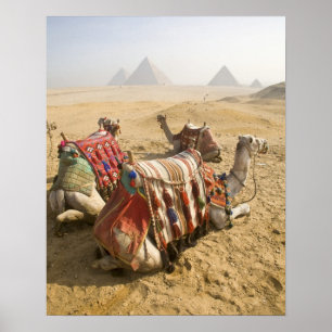 Poster Égypte, Le Caire. Chameaux au repos
