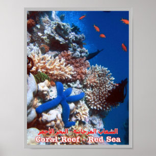 Poster Égypte - Mer Rouge - Barrière de corail -