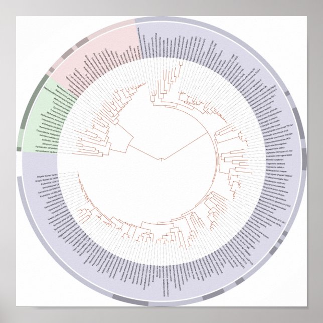 Poster Ein phylogenetischer Baum Diagramm (Vorne)
