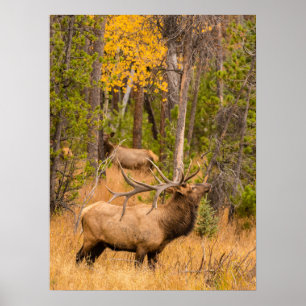 Poster Élan mâle   Parc national de Rocky Mountain, Color